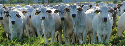 ¿Cómo optimizar la producción animal en la temporada de agua con el ajuste del manejo de los pastos? 