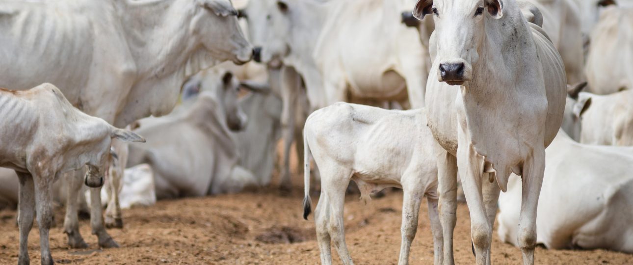 Manejo del dolor en rumiantes