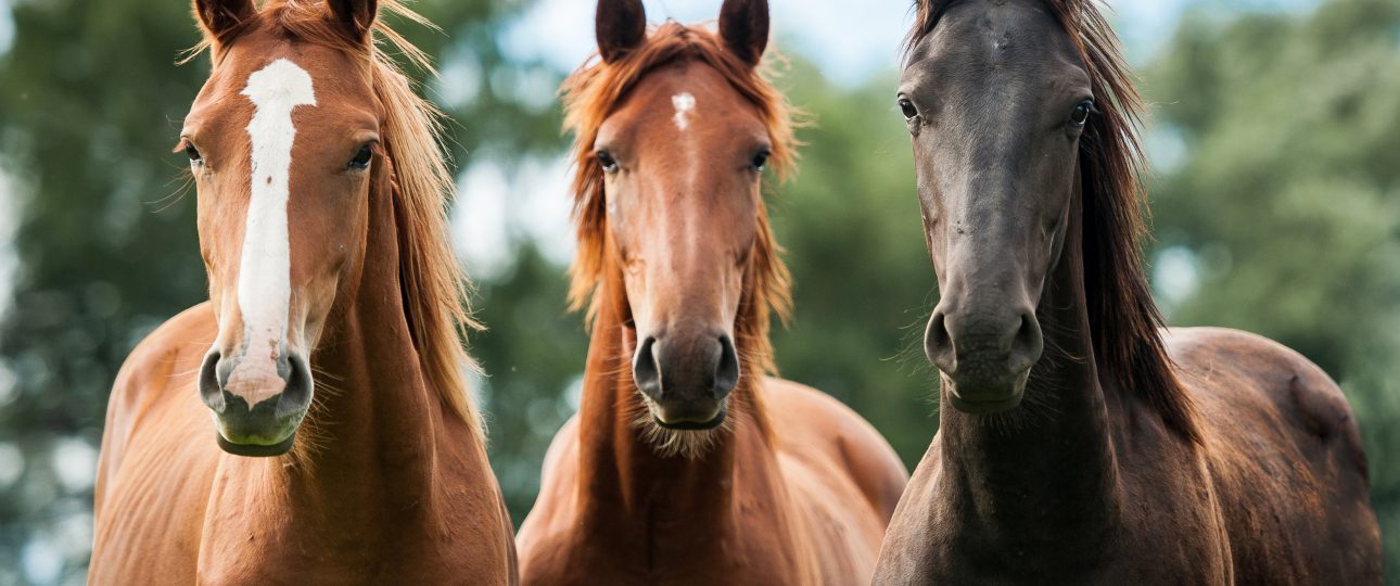 Laminitis en Equinos