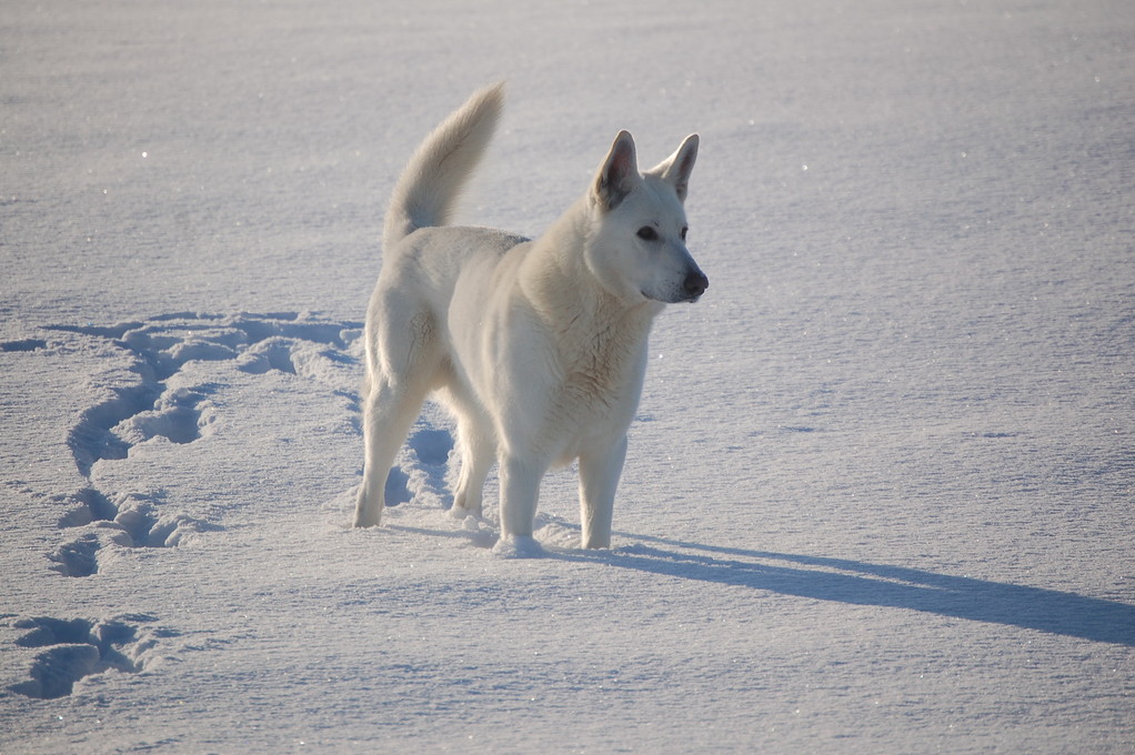weisse schäferhunde of the white heaven - januar 2011