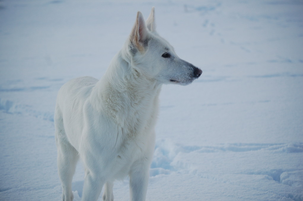 weisse schäferhunde of the white heaven - januar 2011