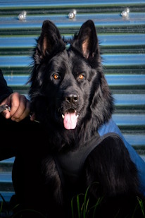 Thor, Altdeutscher Schäferrüde