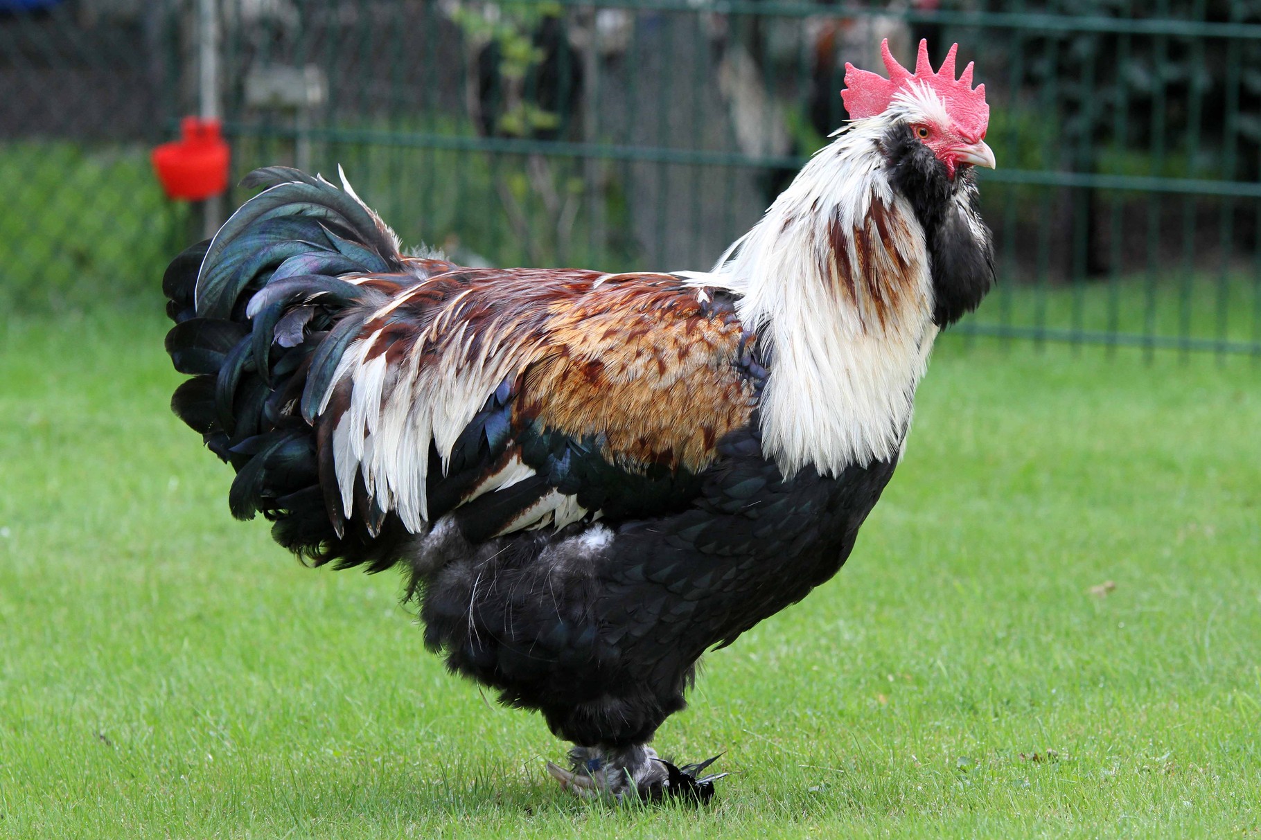 Lachshühner - Lachshuhnzucht-Herne