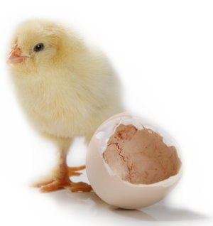 Frisch geschlüpftes Küken mit Eierschale