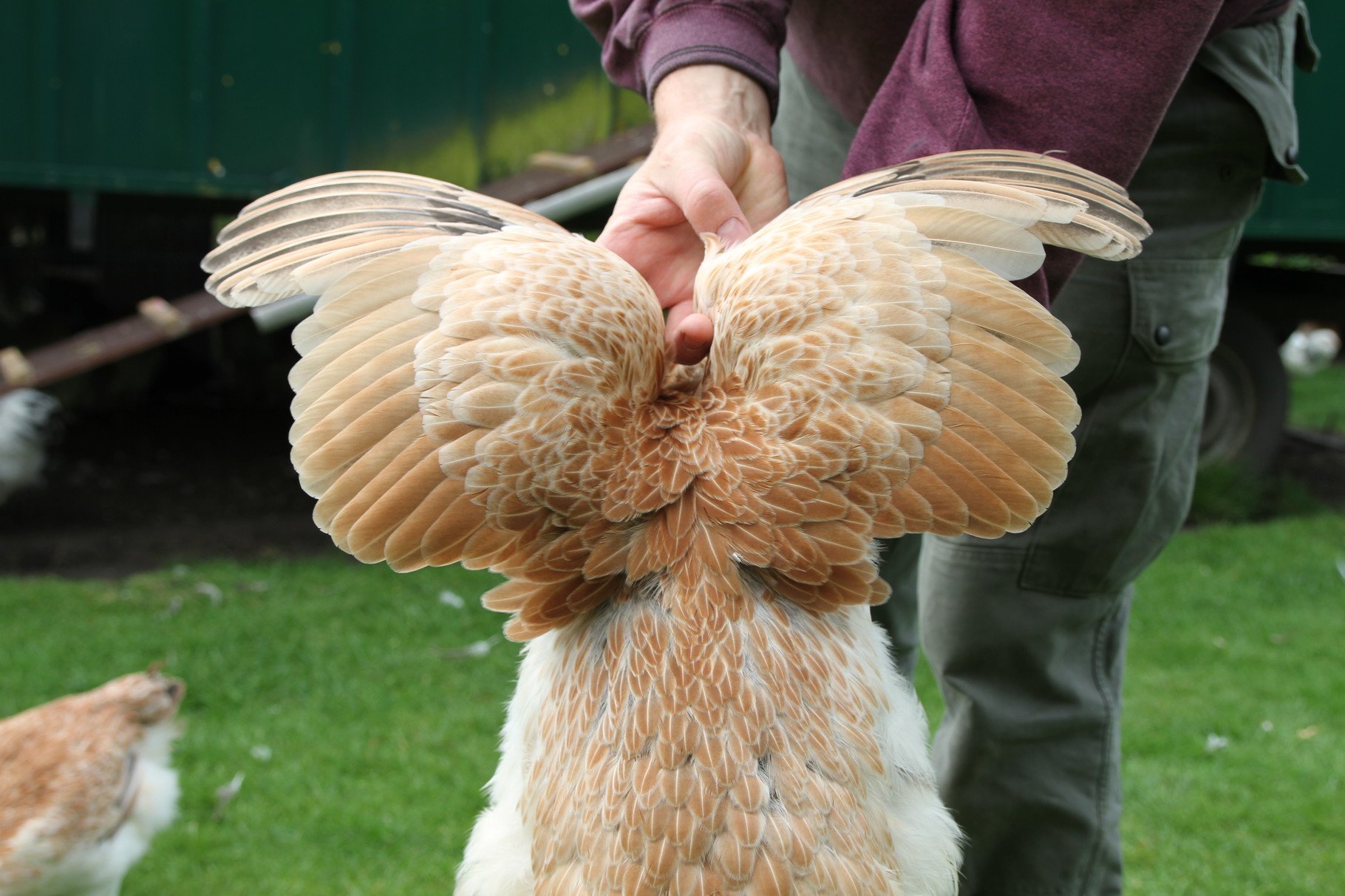 Anatomie der Vogelflügelfedern