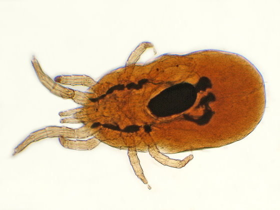Mikroskopbild Rote Vogelmilbe