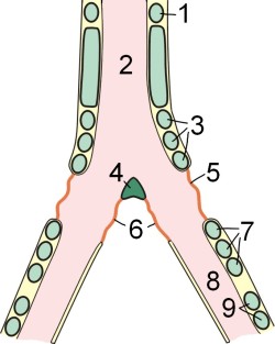 Schematische Darstellung einer Tracheobronchalen Syring vom Huhn