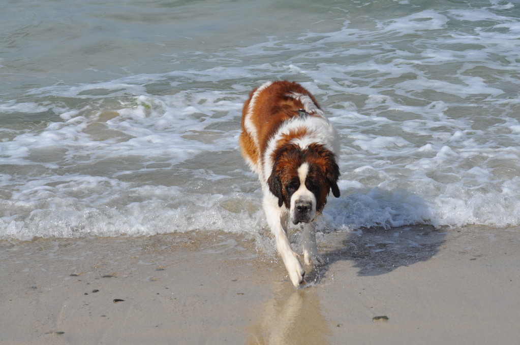 Leo am Strand