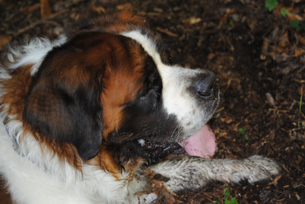 Leo nach dem Spaziergang