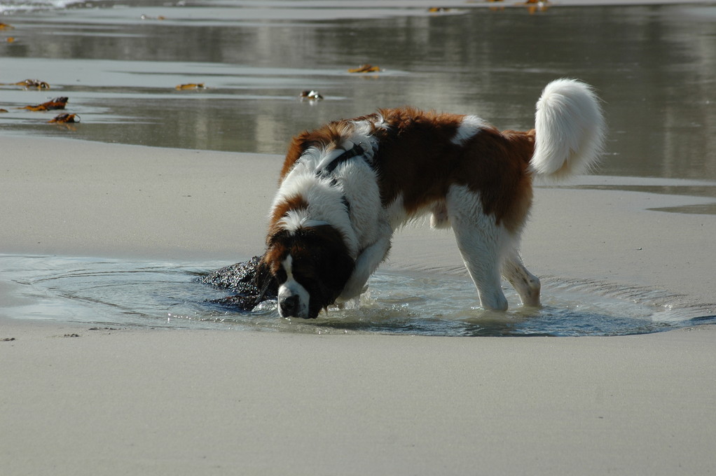 Leo am Strand