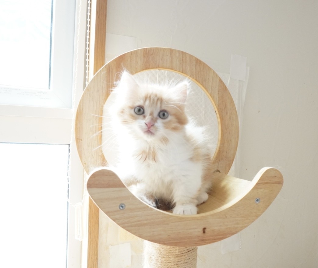 No.101の子猫ちゃん - マンチカンハウスルー No.101の子猫ちゃん - マンチカンハウスルー