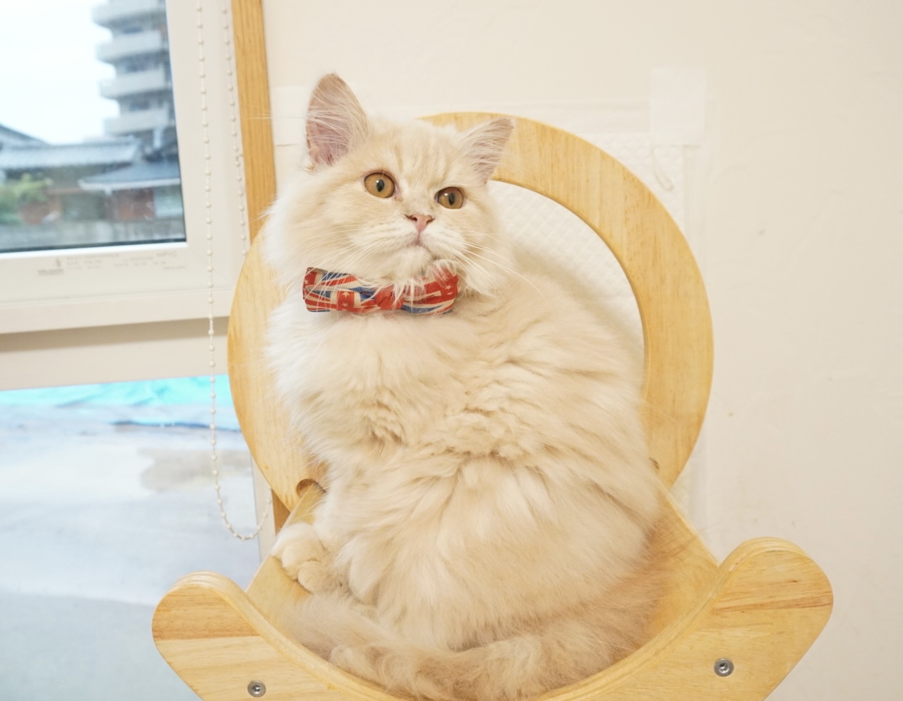 No.106のマンチカン子猫ちゃん - マンチカンハウスルー