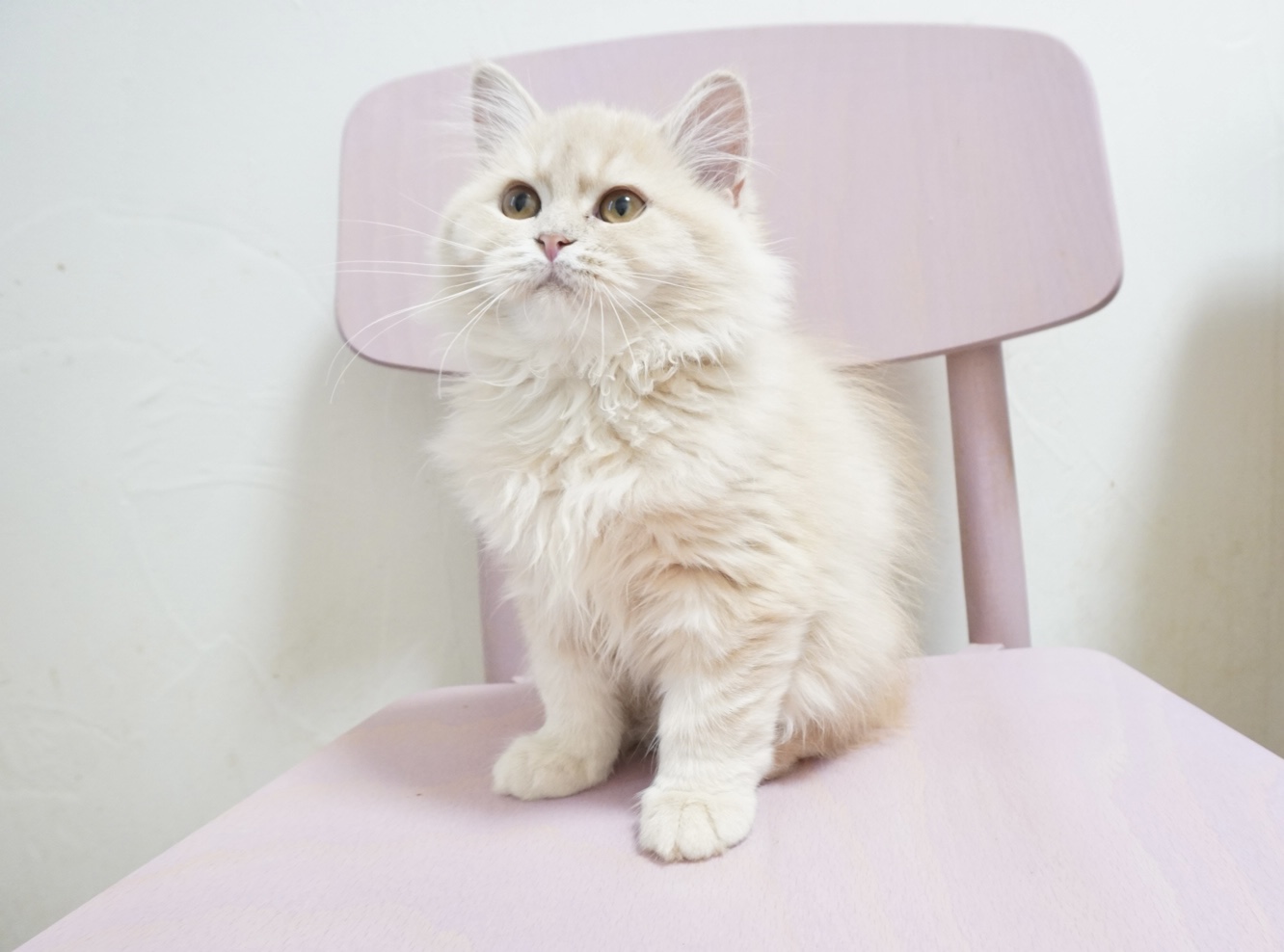 猫ちゃんセーター カネコイサオ インゲボルグ ピンクハウス