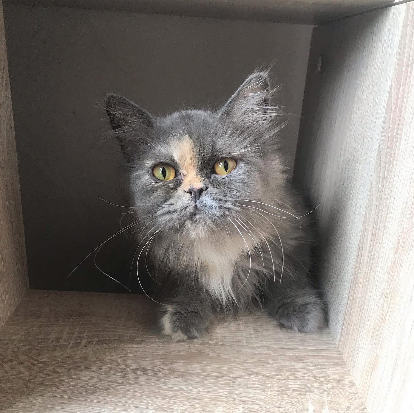 No.104の子猫ちゃん - マンチカンハウスルー