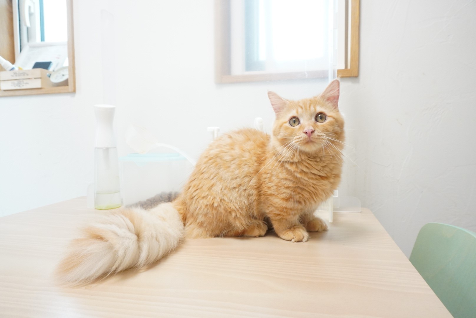 No.101の子猫ちゃん - マンチカンハウスルー