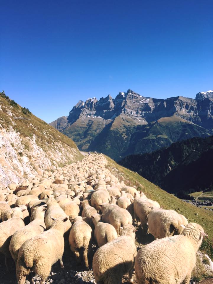 Shafherde von Vivi Grenon (Sommer 2016)