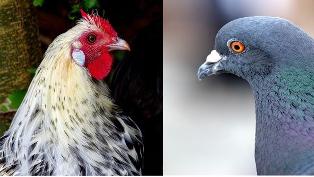 Aviculture