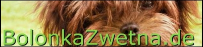 Bolonka Zwetna Züchter