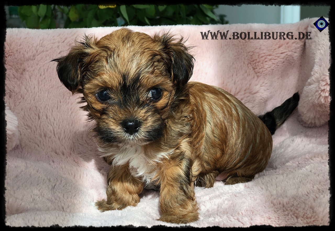 Pamuk`s_ Welpen - Bolonka Zwetna Züchter Baden- Württemberg, wir wohnen ...