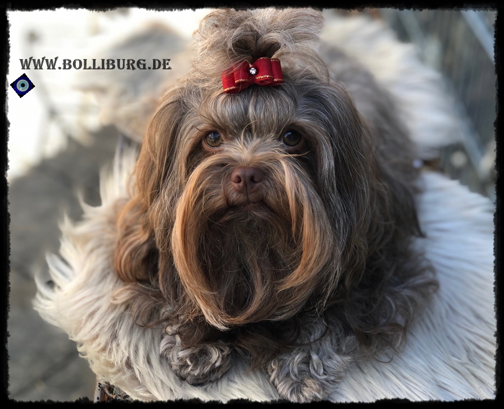 Talisman Zapada Kleopatra - Bolonka Zwetna Züchter Baden- Württemberg ...