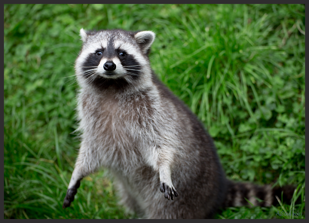 Waschbär