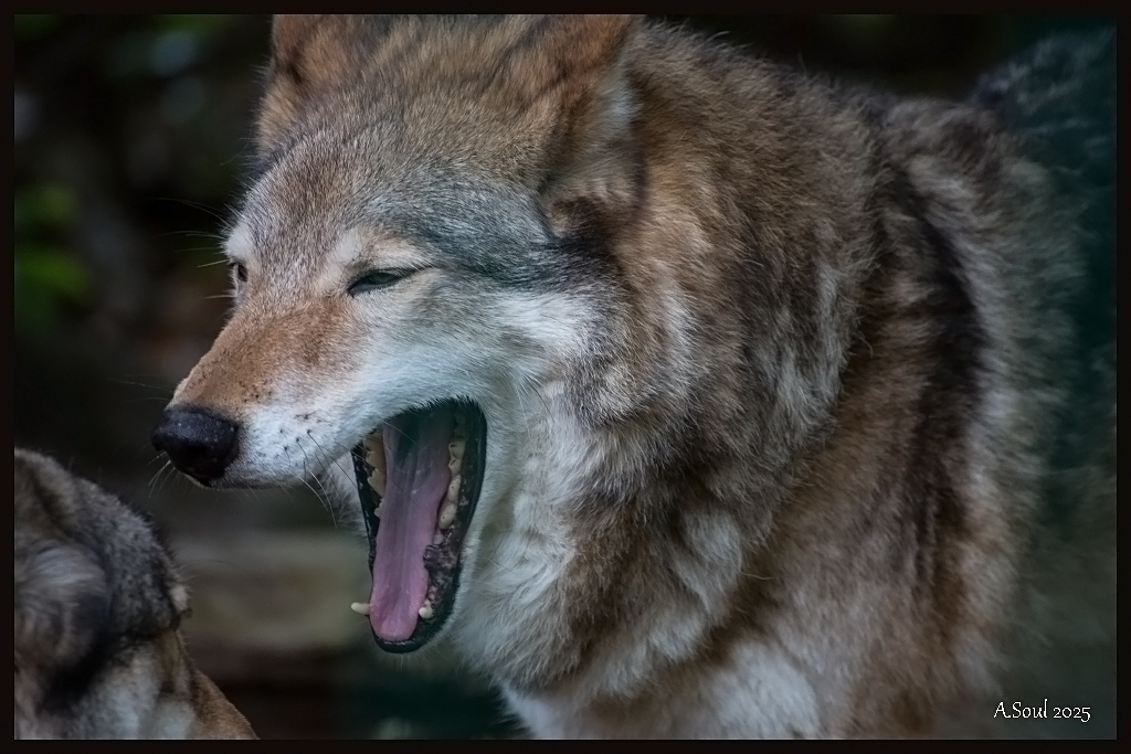 Grauwolf Gähnt