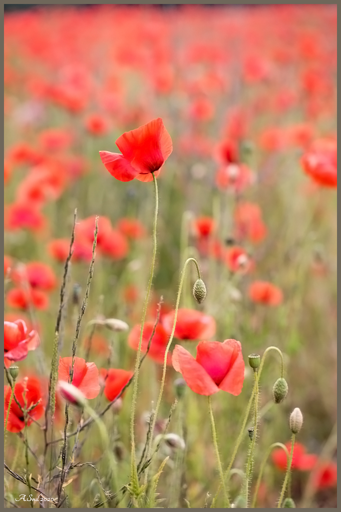Mohn