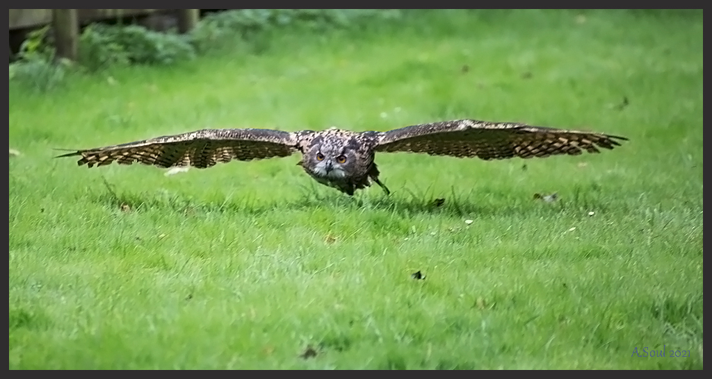 Uhu im Anflug