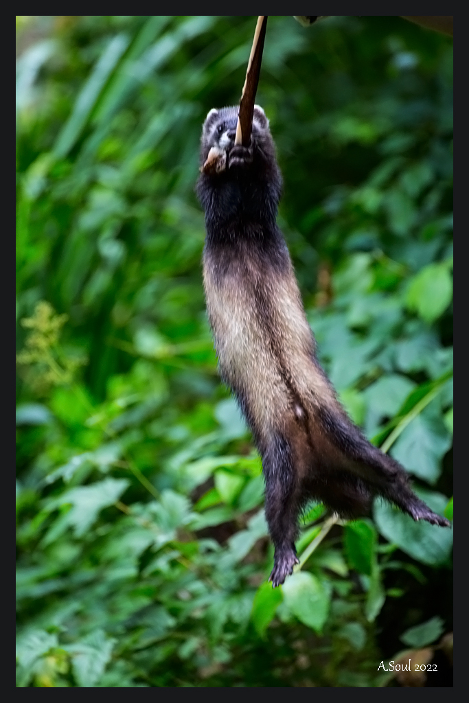 Tarzan