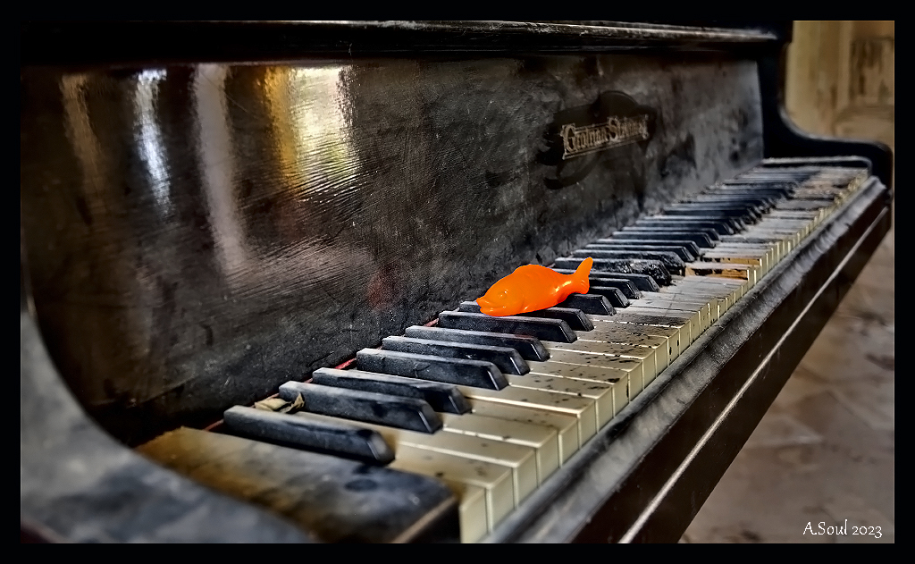 Pianofischi
