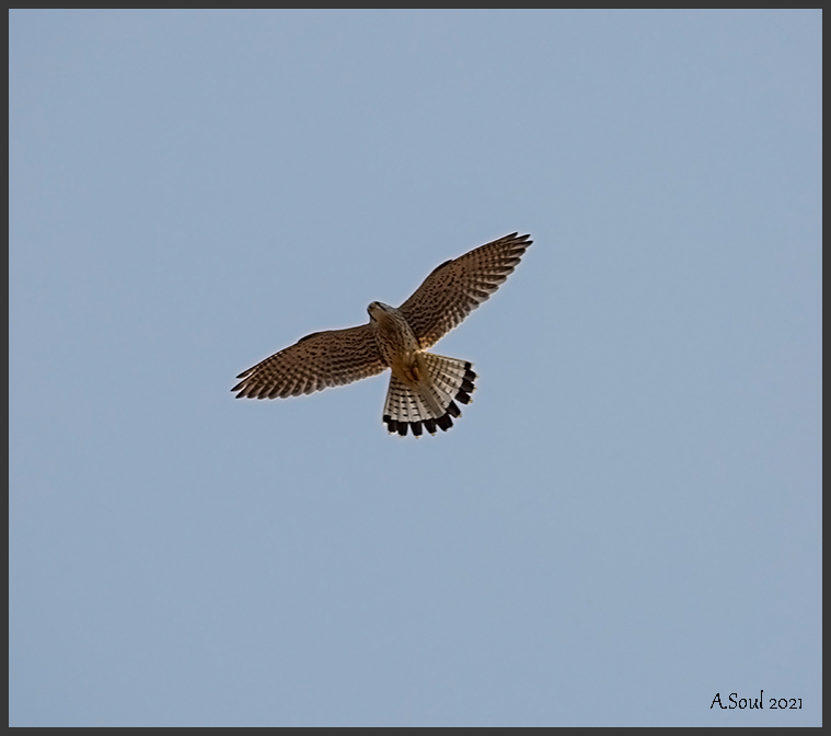 Turmfalke