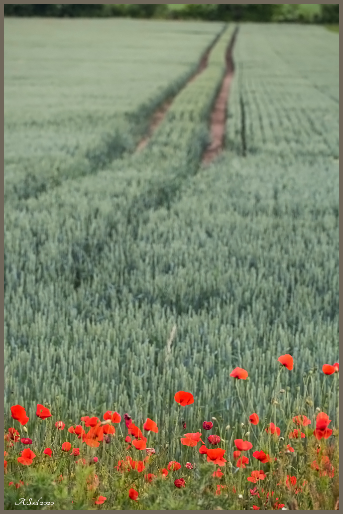 Mohn(d)süchtig...am Feldrand