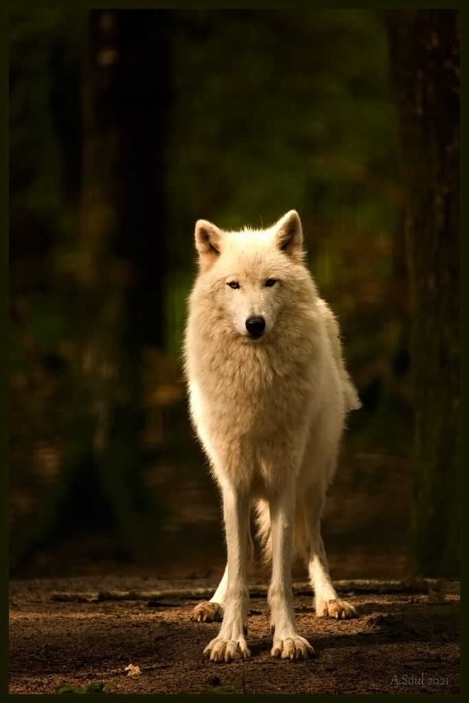 Kimo/Kanadischer Wolfsrüde