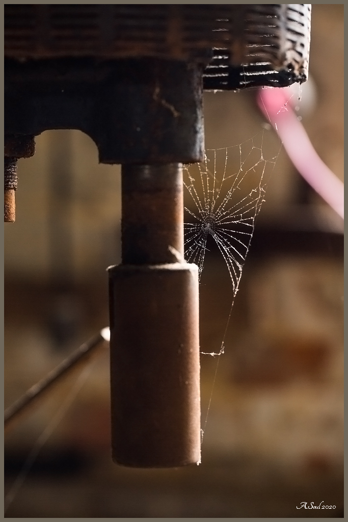 Spinnweben