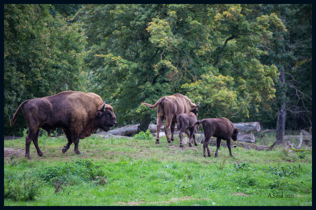 Familie Wisent 
