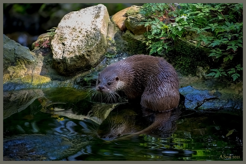 Fischotter