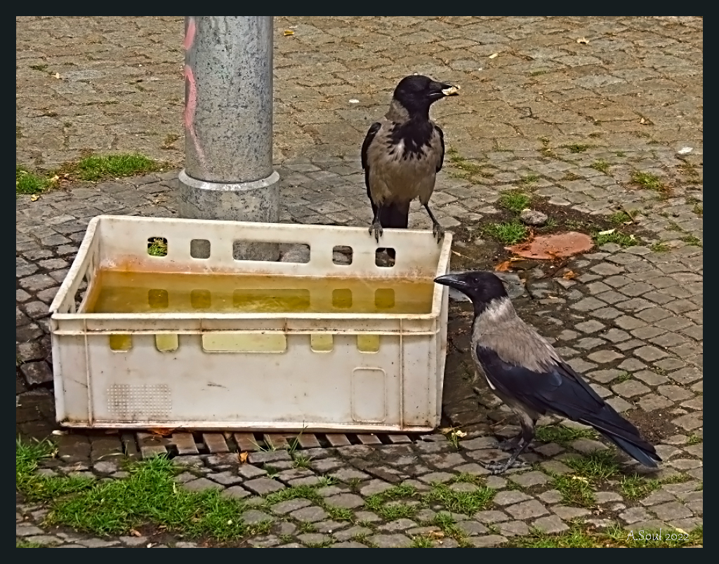 Frühstück am Pool