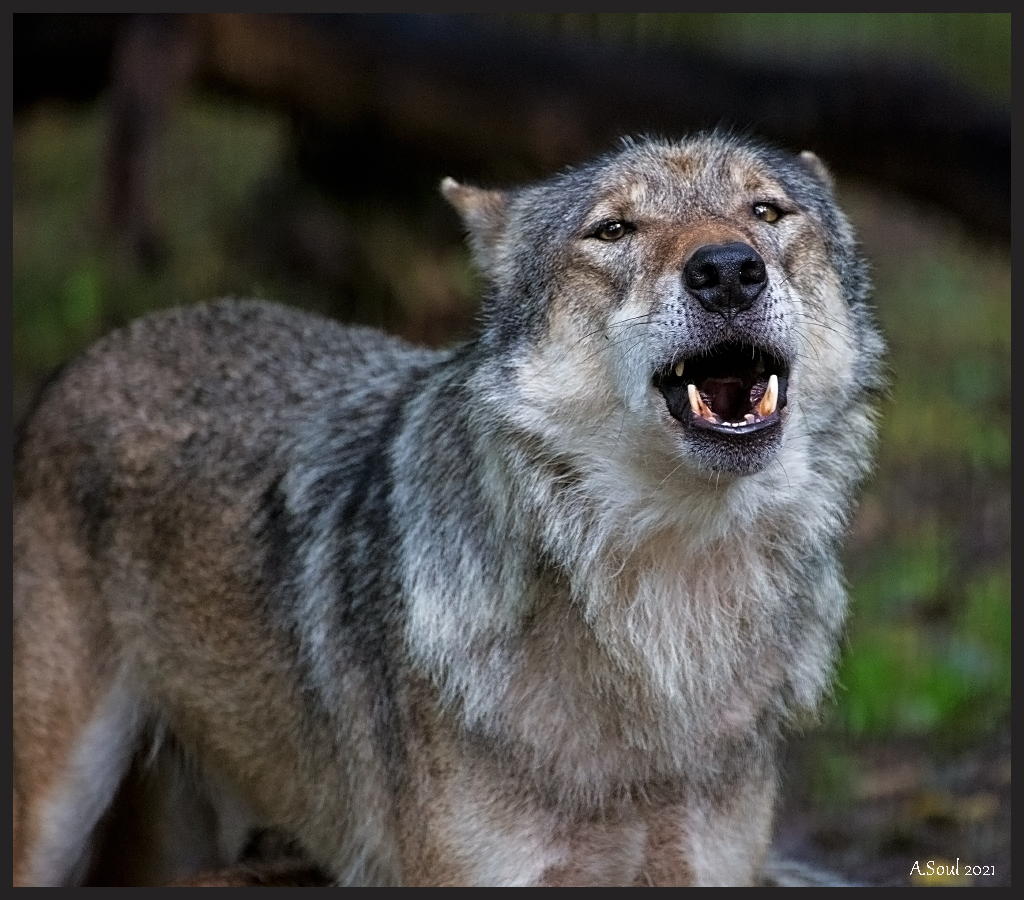 Wolfsgeheul