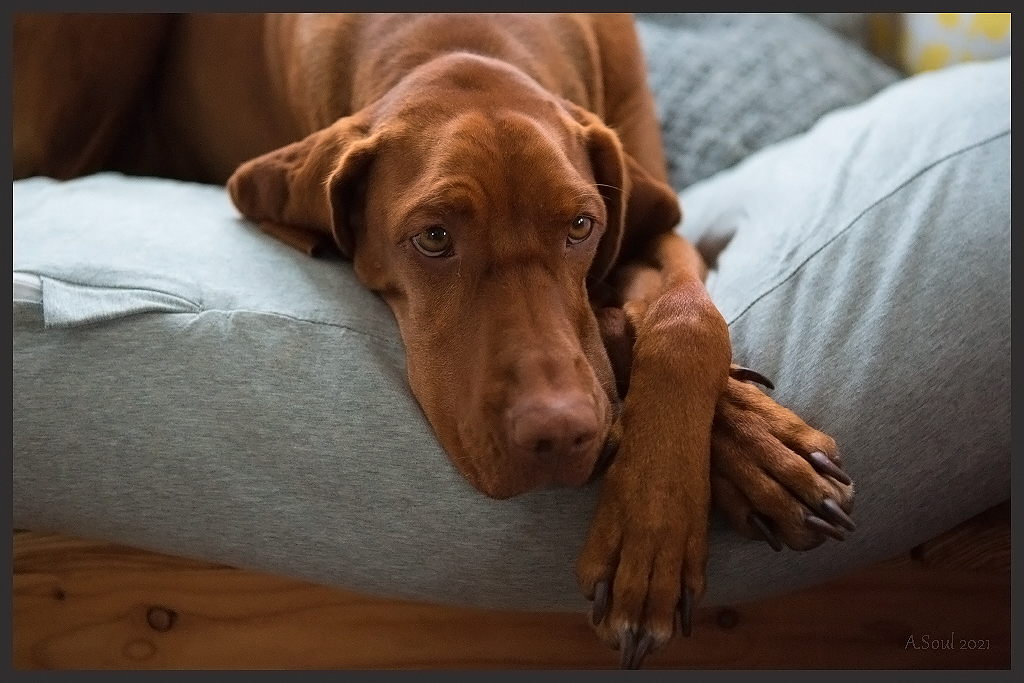 Enkelhund Amy