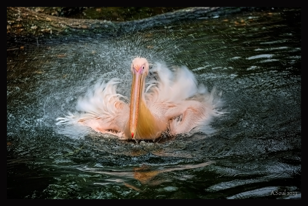 Splish, Splash!