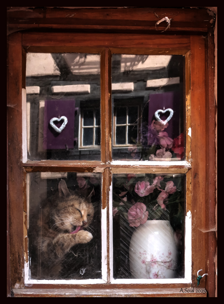 Hauskatze in Riquewihr