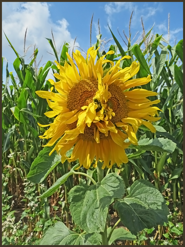 Dreiersonnenblume