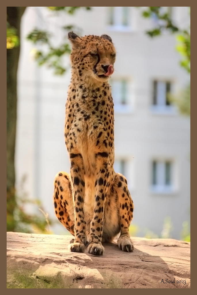 Putzender Gepard