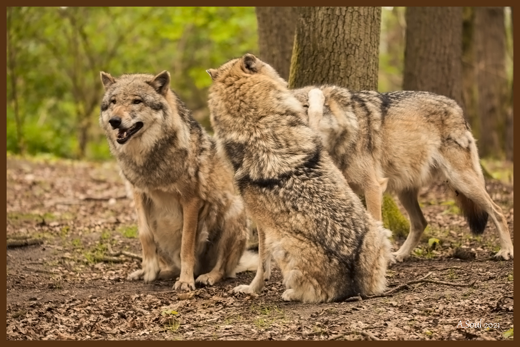 Odin, Remus und Sirius