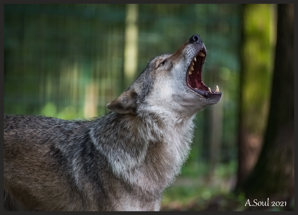 Gut geheult, Wolf!
