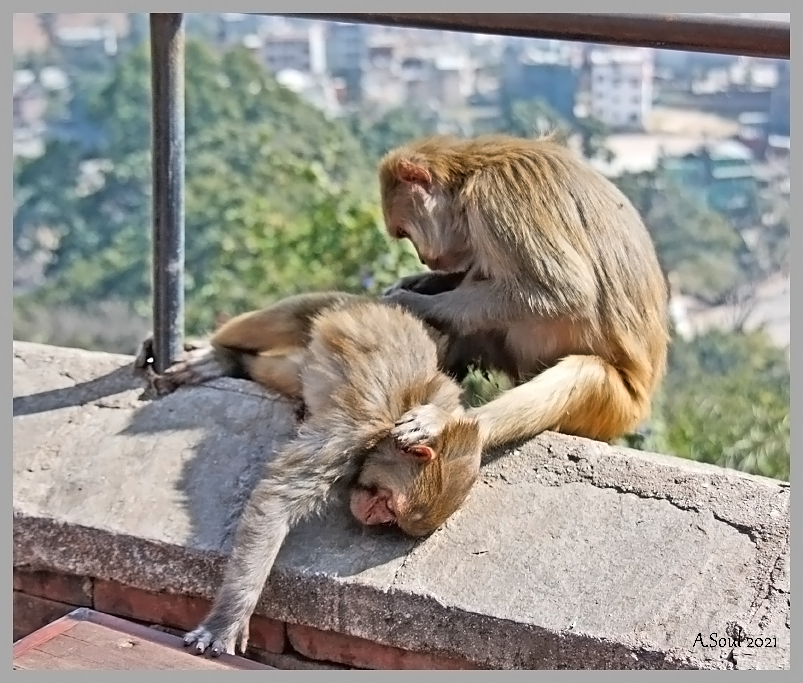 Lauser/Kathmandu