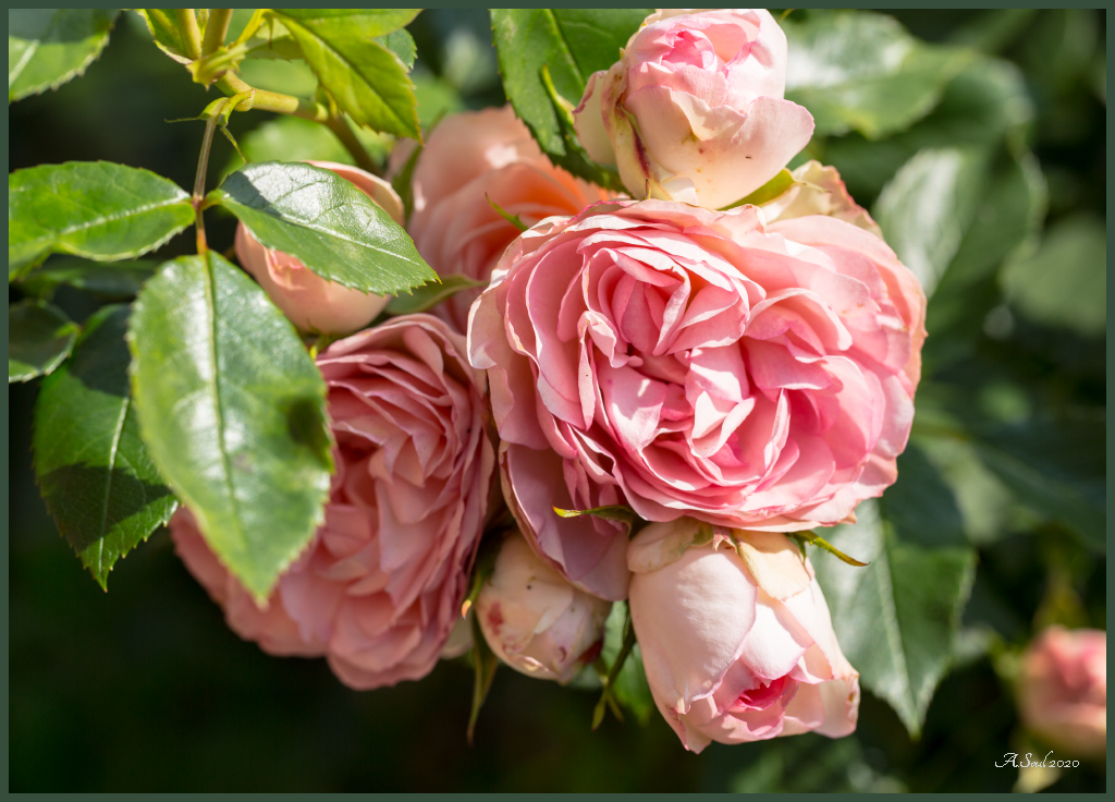gefüllte, englische Rose