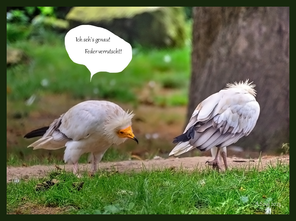 Schmutzgeier