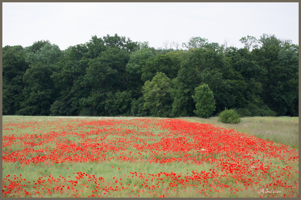 Am Waldrand
