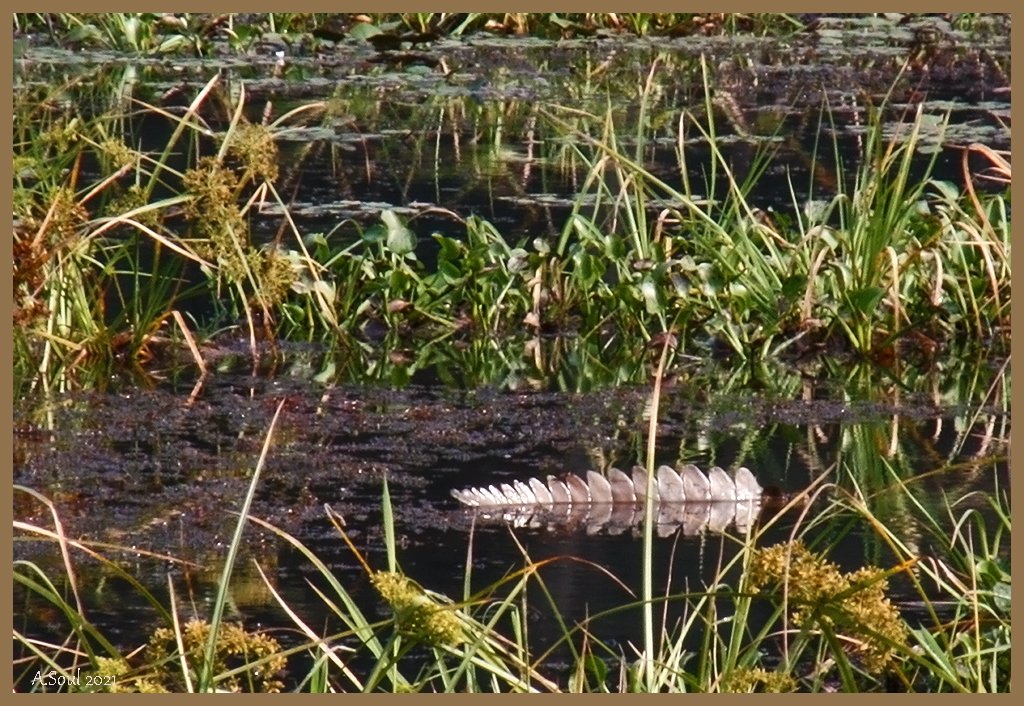 Finde den Alligator/Nepal